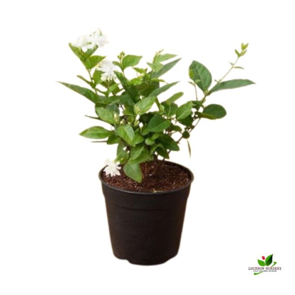 Arabian Jasmine, Mogra Plant - with Pot