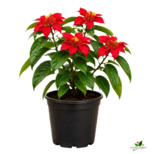 Red Mussaenda plant – with Pot