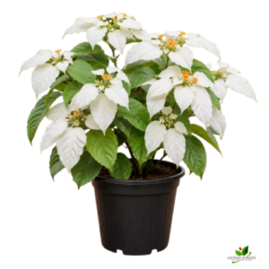 Mussaenda White Flower Plant – with Pot