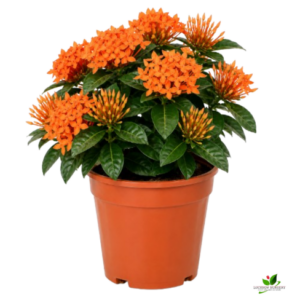 Ixora (Orange, White) Flower plant Combo Pack of 2 – with Pot