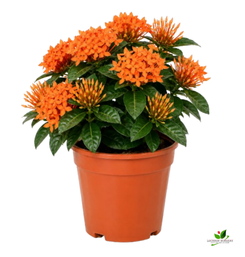 Ixora (Orange, White) Flower plant Combo Pack of 2 - with Pot - Image 2