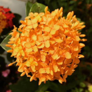 Ixora Orange Flower Plant – with Pot