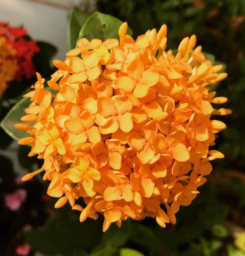 Ixora Orange Flower Plant - with Pot - Image 2