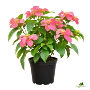 Pink Mussaenda plant – with Pot