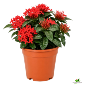 Ixora Drak Red Flower Plant – with Pot