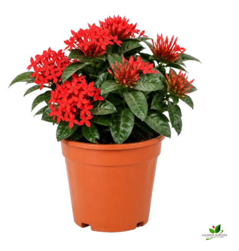 Ixora (Red, White) Flower plant Combo Pack of 2 - with Pot - Image 3