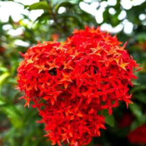 Ixora Drak Red Flower Plant – with Pot