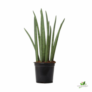 Sansevieria Cylindrica, Snake Plant – with Pot