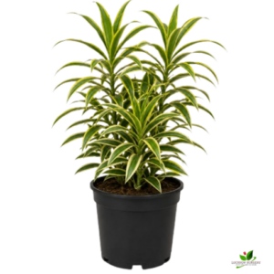 Song Of India (Dracaena Reflexa) Yellow – With 8 inch Pot