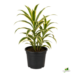 Song Of India (Dracaena Reflexa) – with 6 inch Pot