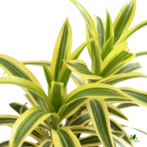 Song Of India (Dracaena Reflexa) – with 6 inch Pot
