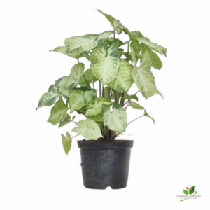 Syngonium ‘Green’ Plant  – with 12cm Pot