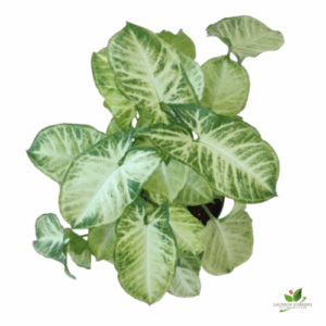 Syngonium ‘Green’ Plant  – with 12cm Pot