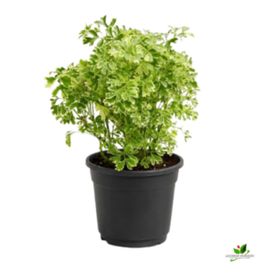 Variegated Parsley Aralia Plant – with Pot