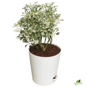 Variegated Parsley Aralia Plant – with Self Watering Pot