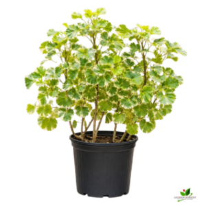 Variegated Aralia Plant – with Pot