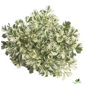 Variegated Parsley Aralia Plant – with Self Watering Pot