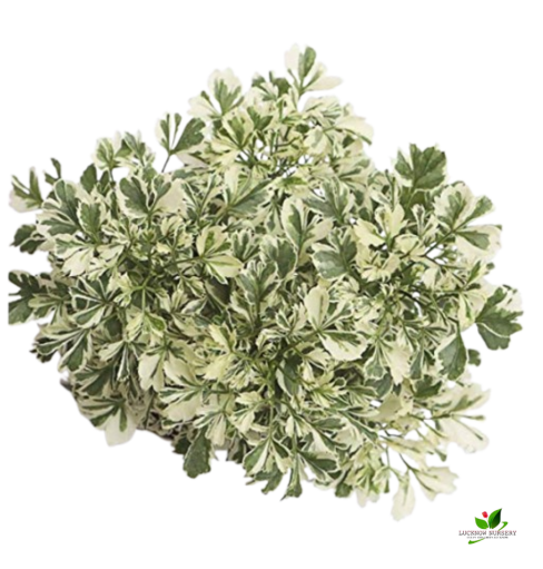 Variegated Parsley Aralia Plant - with Self Watering Pot - Image 2