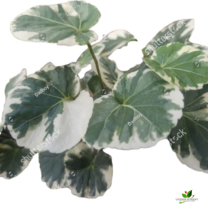 Variegated Aralia Plant – with white Pot