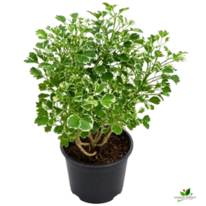Variegated Parsley Aralia Plant – with Pot