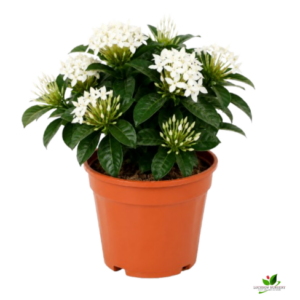 Ixora (Red, White) Flower plant Combo Pack of 2 – with Pot