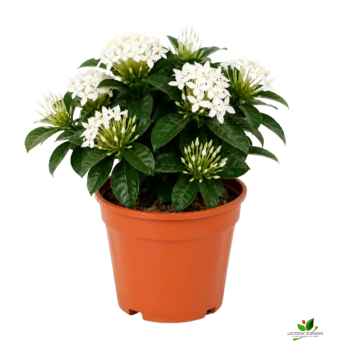 Ixora (Orange, White) Flower plant Combo Pack of 2 - with Pot - Image 3