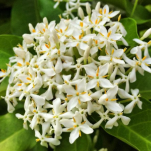 Ixora White Flowering Plant – with Pot