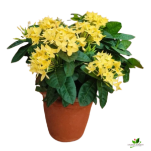 Ixora (Pink, Yellow, Orange) Flower plant Combo Pack of 3 – with Pot
