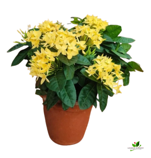 Ixora (Yellow, Pink) Flower plant Combo Pack of 2 - with Pot - Image 2