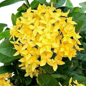 Ixora Yellow Flower Plant – with Pot