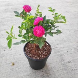 Pink Rose Plant with pot – with Pot