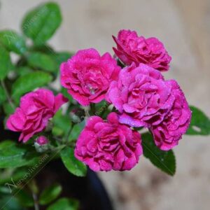 Pink Rose Plant with pot – with Pot