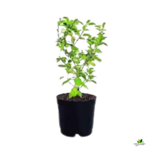 Rama Tulsi Plant, Holy Basil, Ocimum sanctum (Green) Plant – With Pot