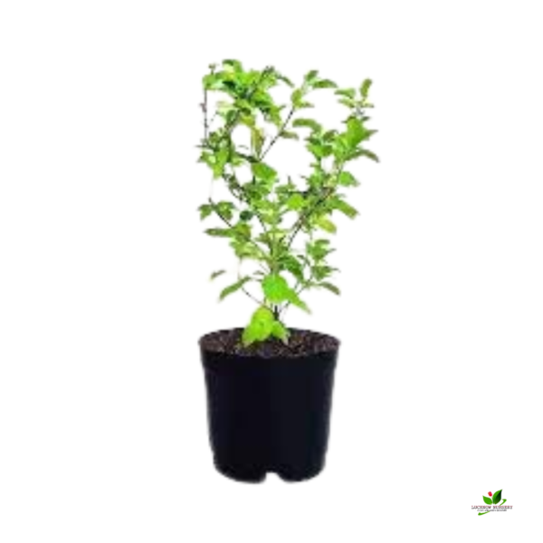 Rama Tulsi Plant, Holy Basil, Ocimum sanctum (Green) Plant - With Pot