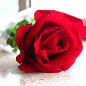 A Single Red Rose “One Sided Love”