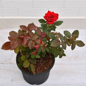 Red Rose Plant with pot – with Pot