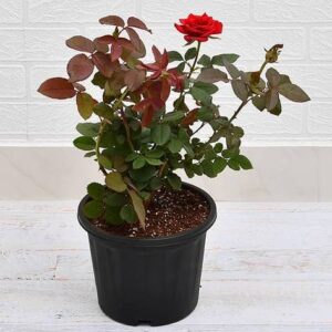 Red Rose Plant with pot – with Pot