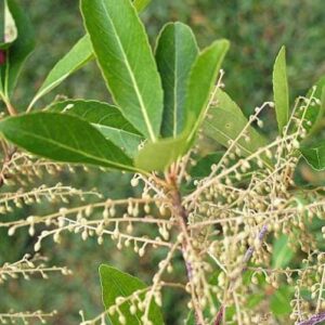 Rudraksha Plant – Grow at home & Bring lord Shiva’s blessing to your home with Pot