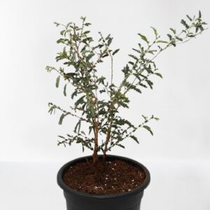 Shami Plant (Prosopis cineraria) – with Pot