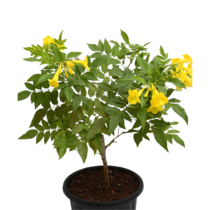 Tecoma(Yellow), Goudichoudi Plant – with Pot