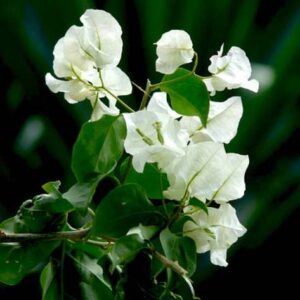 Bougainvillea White Outdoor Flowering Plant – with Pot