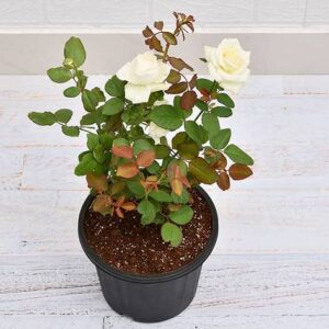 White Rose Plant with pot – with Pot