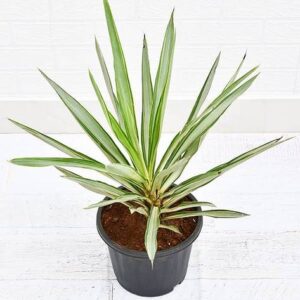 Silver Yucca Plant with Pot