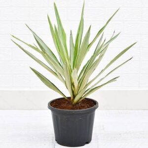 Silver Yucca Plant with Pot