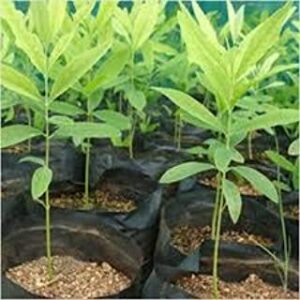 White Sandalwood Plant, Chandan Plant with Pot