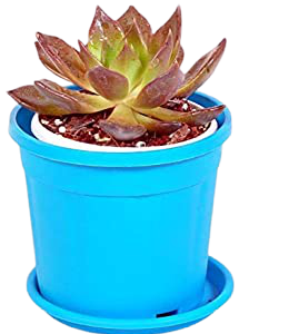 Vishnu Kamal/Roof Houseleek/Thunder Plant- Succulent Plant with Pot