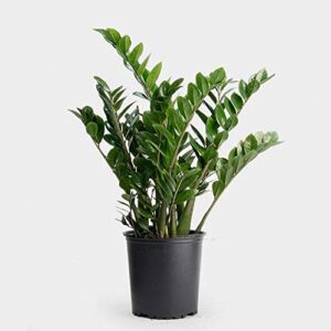 Zamia Air Purifier Plant, ZZ (Zamioculcas Zamifolia) Plant – With Pot