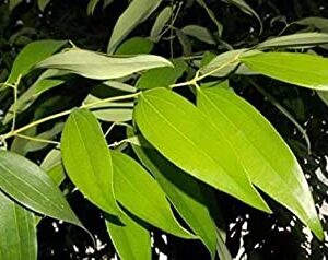 Tej Patta,Bay Leaf ,Tez Patta Spice Plant with Pot