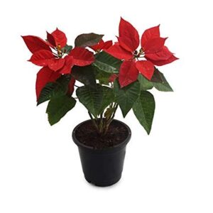 Red Poinsettia, Christmas Flower Plant – with Pot