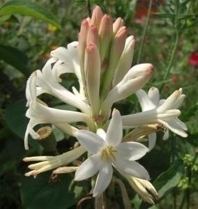 Rajnigandha – tuberose Live Plant with Pot